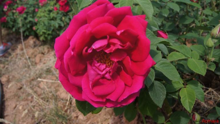 DSC03462.JPG