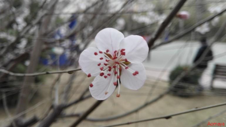 IMG_20150319_180805.jpg