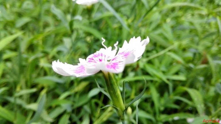 112.jpg