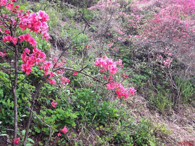 IMG_1560.JPG