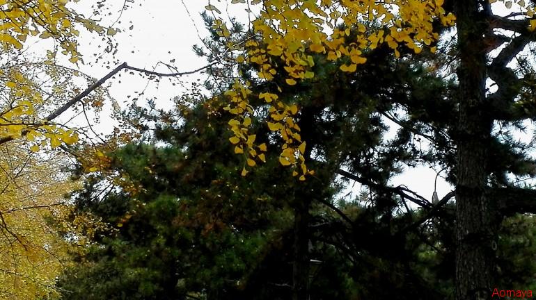 IMG_20161117_183445.jpg