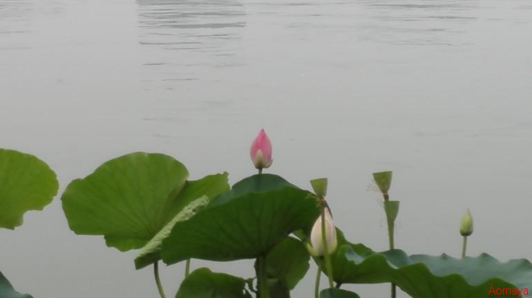 microMsg.1435397620579.jpg