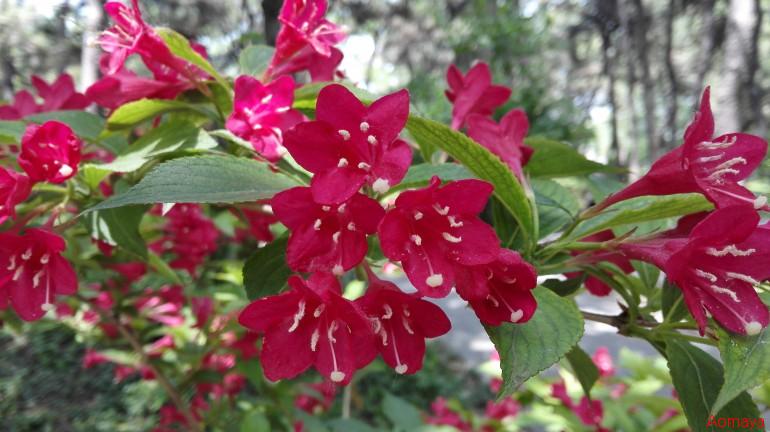 IMG_20150507_123346.jpg