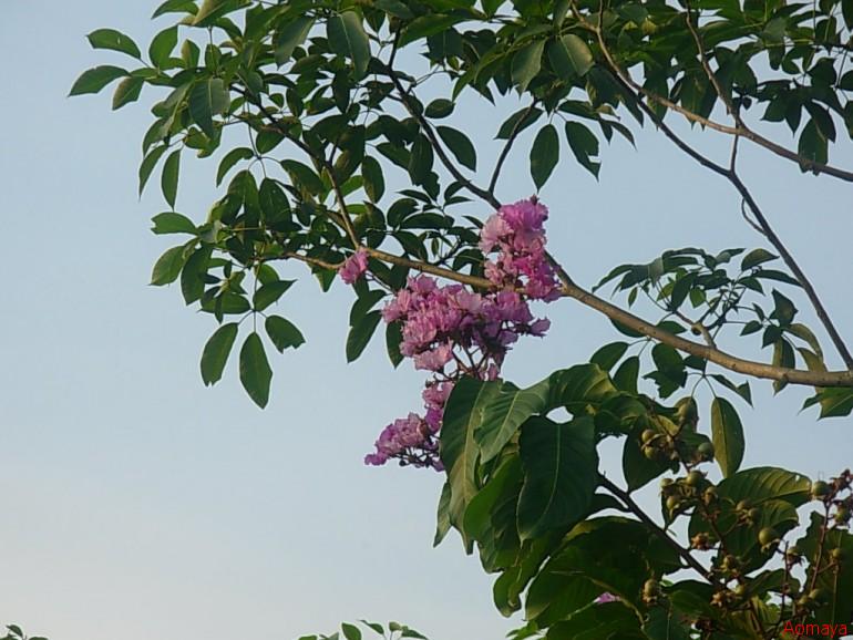 DSCN0023.JPG