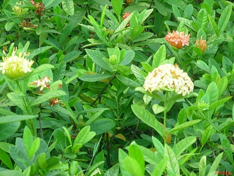 DSCN0009.JPG