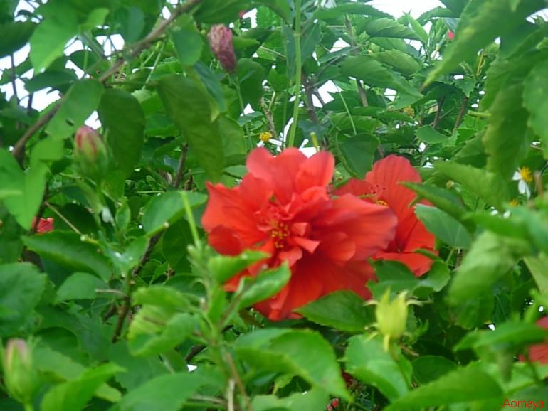 DSCN0035.JPG