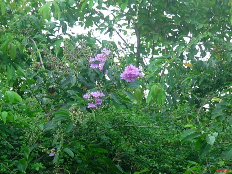 DSCN0040.JPG