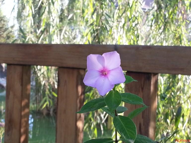 20130920_071034.jpg