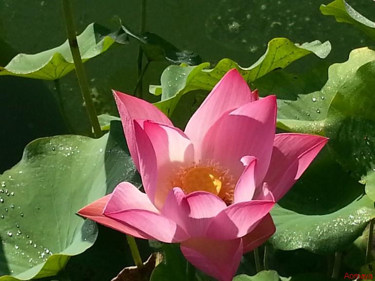 20130920_072900.jpg