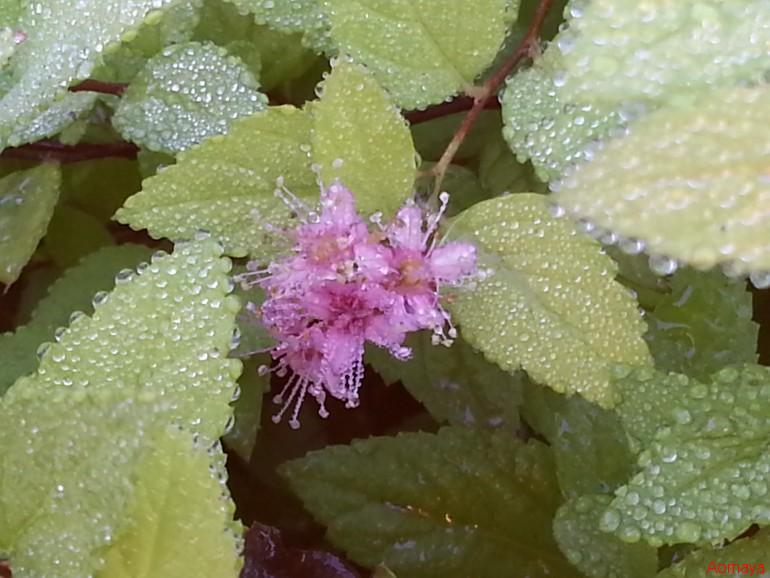 20130920_073730.jpg